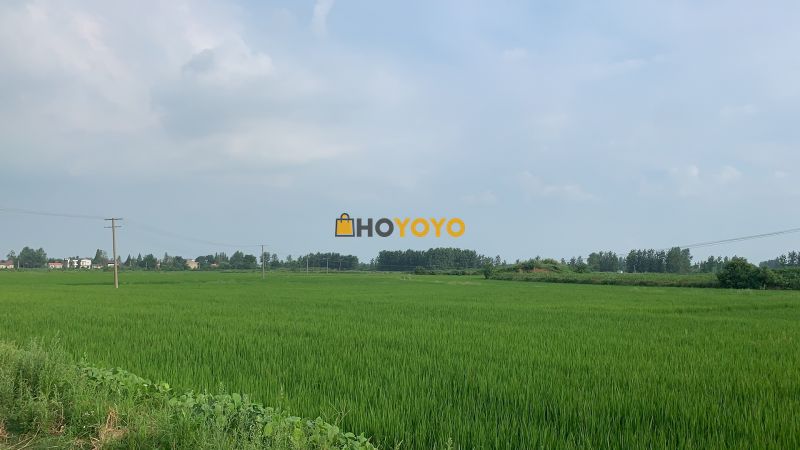hoyoyo体验还不错。