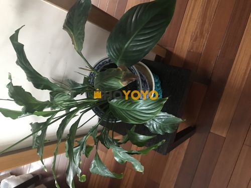 收到了开心 下次继续